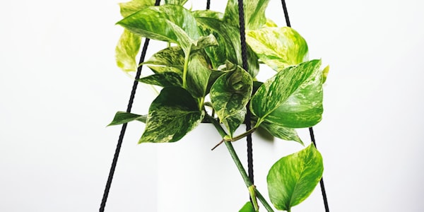 世界杯经典进球合集 - 包含倒钩、远射、团队配合等精彩进球